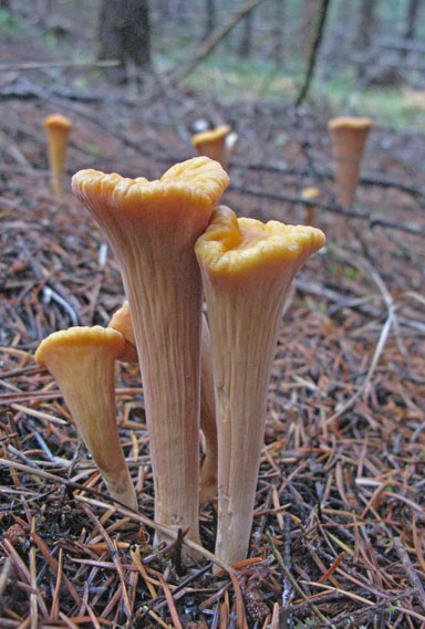 Clavariadelphus truncatus